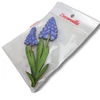 Nyomtatott dekorkarton - Muscari 2db/csomag