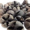 Natúr Tulipán termés 500gr OKOSÁR!