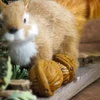 Dekorációs dió 12db/csomag