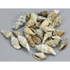 Vegyes csigák 4-6cm 10dkg/csomag