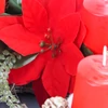 Kép 5/8 - Csináld magad - Klasszikus karácsony - Adventi koszorú