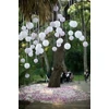 Kép 5/15 - Papír lampion csipkés 30cm
