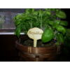 Kép 3/4 - Natúr fa - Táblák fűszernövények beszúrós 4x9cm 10db/csomag