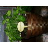 Kép 4/4 - Natúr fa - Táblák fűszernövények beszúrós 4x9cm 10db/csomag