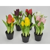 Kép 3/3 - Tulipán cserepes rózsaszín