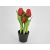 Kép 2/3 - Tulipán cserepes piros