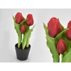 Kép 1/3 - Tulipán cserepes piros
