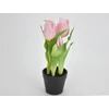 Kép 2/3 - Tulipán cserepes rózsaszín