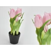 Kép 1/3 - Tulipán cserepes rózsaszín