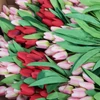 Kép 5/5 - Tulipán csokor 9 ágú halvány rózsaszín