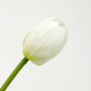 Kép 3/4 - Szálas gumi tulipán fehér