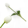 Kép 1/4 - Szálas gumi tulipán fehér