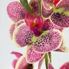 Kép 4/4 - Orchidea levéllel, gyökérrel ciklámen-cirmos