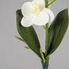 Kép 3/5 - Orchidea levéllel, gyökérrel fehér