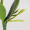 Kép 5/5 - Orchidea levéllel, gyökérrel fehér