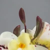 Kép 4/4 - Orchidea levéllel, gyökérrel foltos fehér