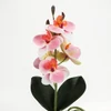 Kép 2/6 - Orchidea levéllel, gyökérrel rózsaszín-fehér