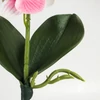 Kép 3/6 - Orchidea levéllel, gyökérrel rózsaszín-fehér