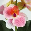Kép 4/6 - Orchidea levéllel, gyökérrel rózsaszín-fehér
