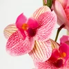 Kép 3/5 - Orchidea levéllel, gyökérrel rózsaszín-sárga