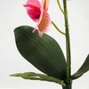 Kép 4/5 - Orchidea levéllel, gyökérrel rózsaszín-sárga