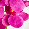 Kép 5/7 - 2 ágú orchidea ciklámen