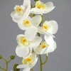 Kép 2/6 - 2 ágú orchidea fehér