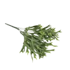 Szarvasagancs páfrány