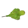 Pozsgás műnövény