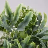 Sedum csokor fehér 2db/csomag