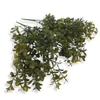 Buxus csokor sárgászöld