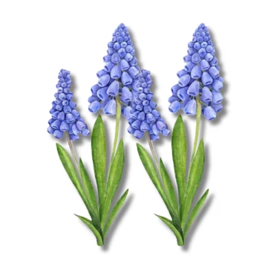 Muscari dekorkarton 2 db