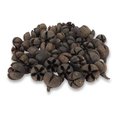 Natúr Tulipán termés 50db/csomag