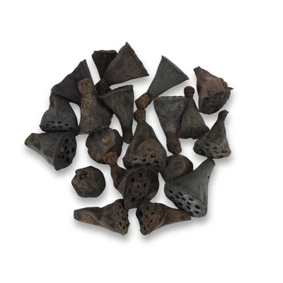 Lótusz double mini termés 20db