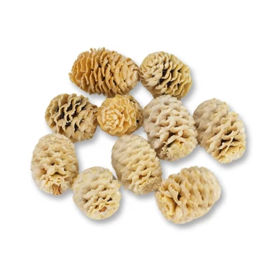 Meridianum fehérített termés csomag 10db/csom