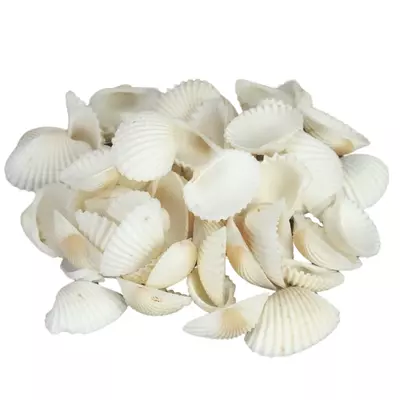 Fehér kagyló 2-3 cm 10dkg/csom