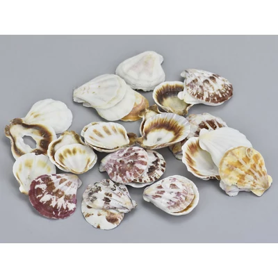 "Shell" kagyló 3-4cm 10dkg/csomag