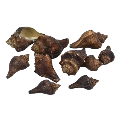 Barna csiga 4,5-7cm 10dkg/csomag