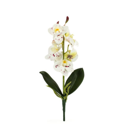 Orchidea levéllel, gyökérrel foltos fehér-Kosárbolt.hu