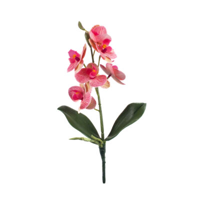 Orchidea levéllel, gyökérrel foltos rózsaszín-sárga-Kosárbolt.hu