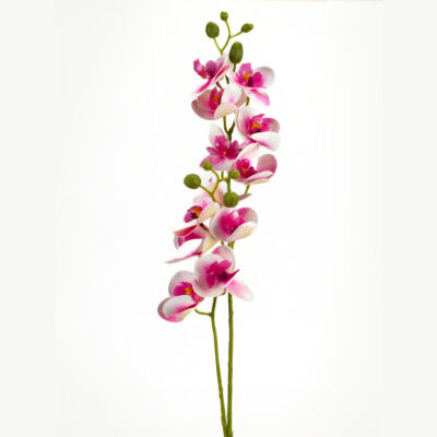 2 ágú orchidea ciklámen-fehér-Kosárbolt.hu