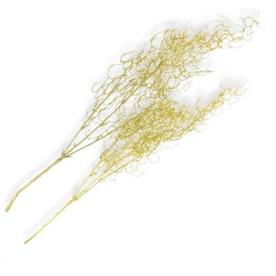 Hosszúlevelű asparagus csillámos arany 2db/csomag