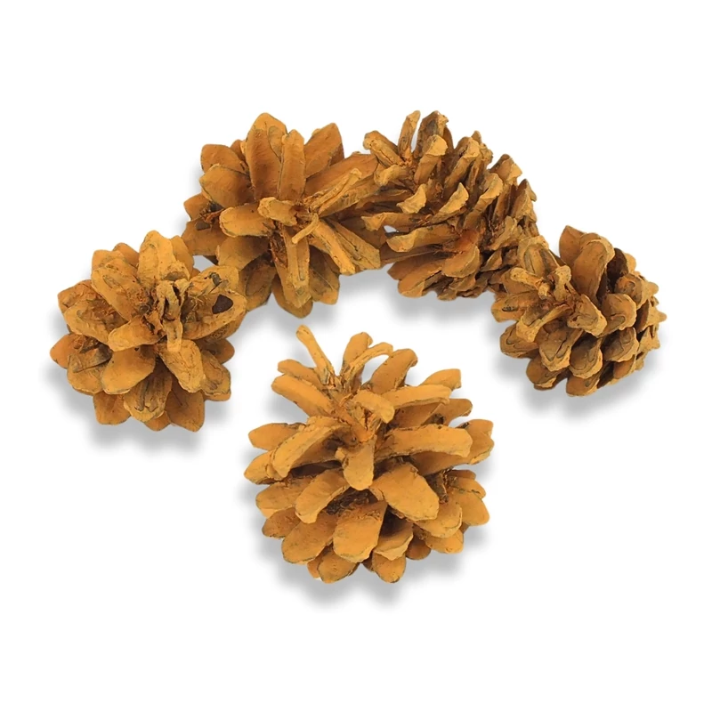 Rózsatoboz narancs 5db/csom