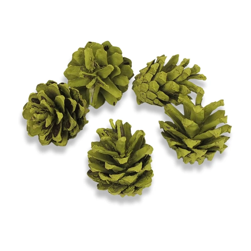 Rózsatoboz oliva 5db/csom