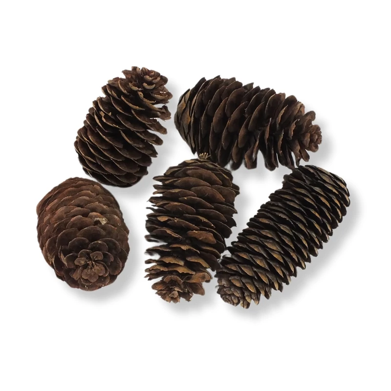 Kínai hosszúkás toboz 5db/csom