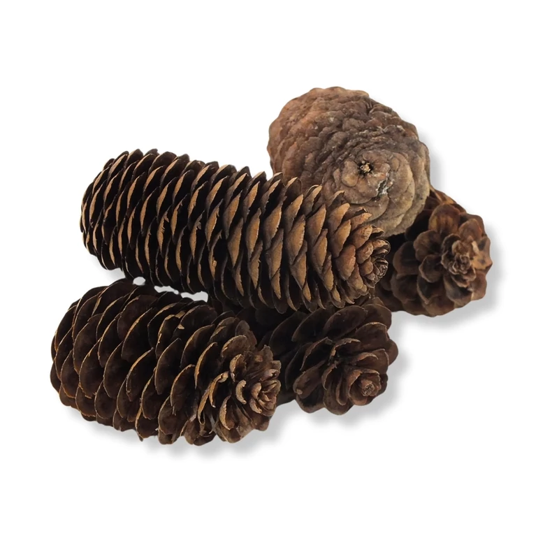 Kínai hosszúkás toboz 5db/csomag