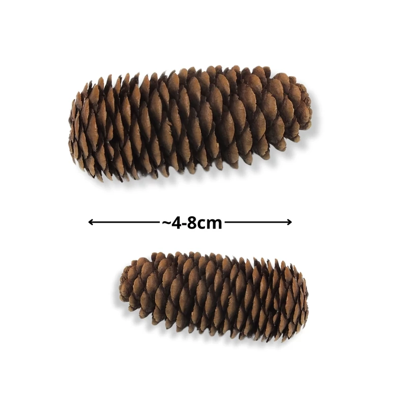 Kínai hosszúkás toboz 5db/csomag