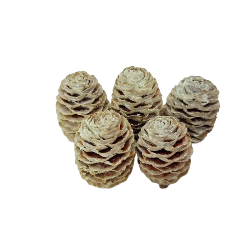 Hamvas Sabulosum toboz 5db/csomag