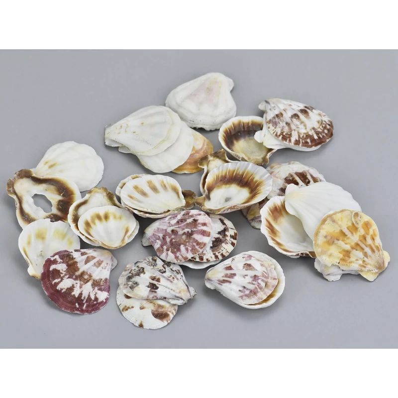 "Shell" kagyló 3-4cm 10dkg/csomag