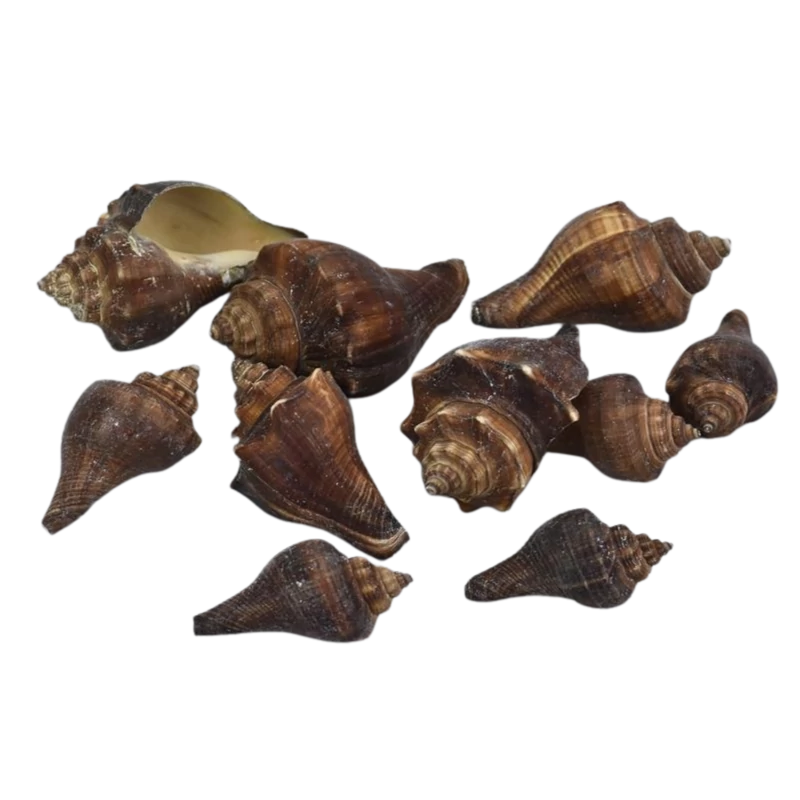 Barna csiga 4,5-7cm 10dkg/csomag